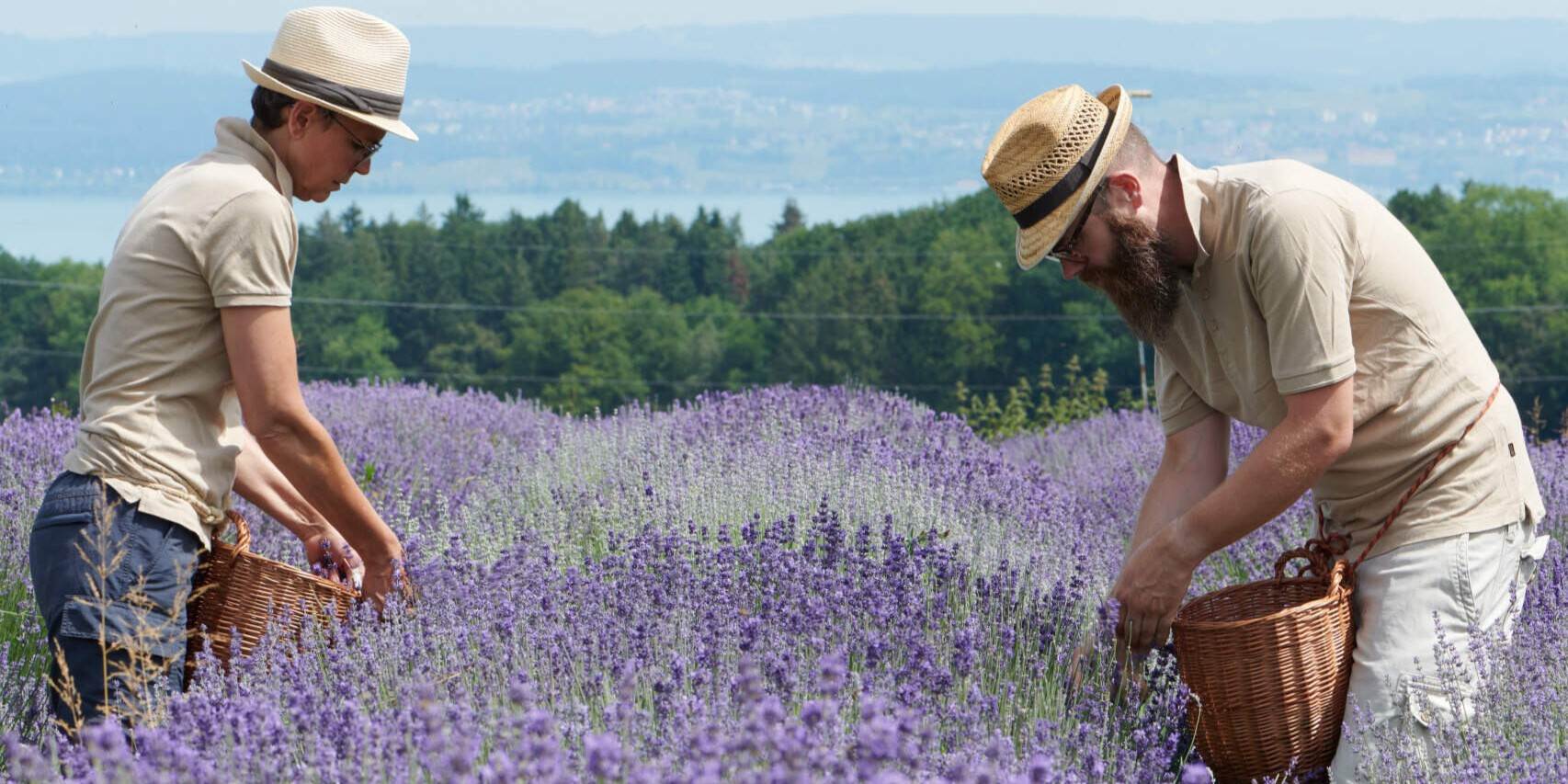 Zwei Lavendelernter stehen in einem Lavendelfeld und ernten die Blüten.