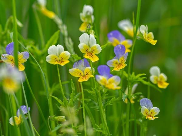 Graines De Pensée Géante De Suisse Viola Tricolor - Sachet De 25 Graines - Fleurs Bleues à Cœur Sombre