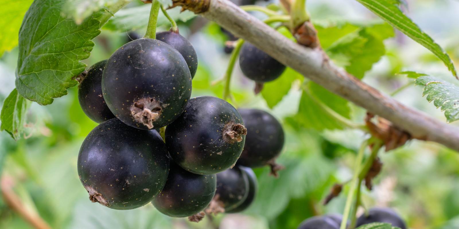 Ribes nigrum