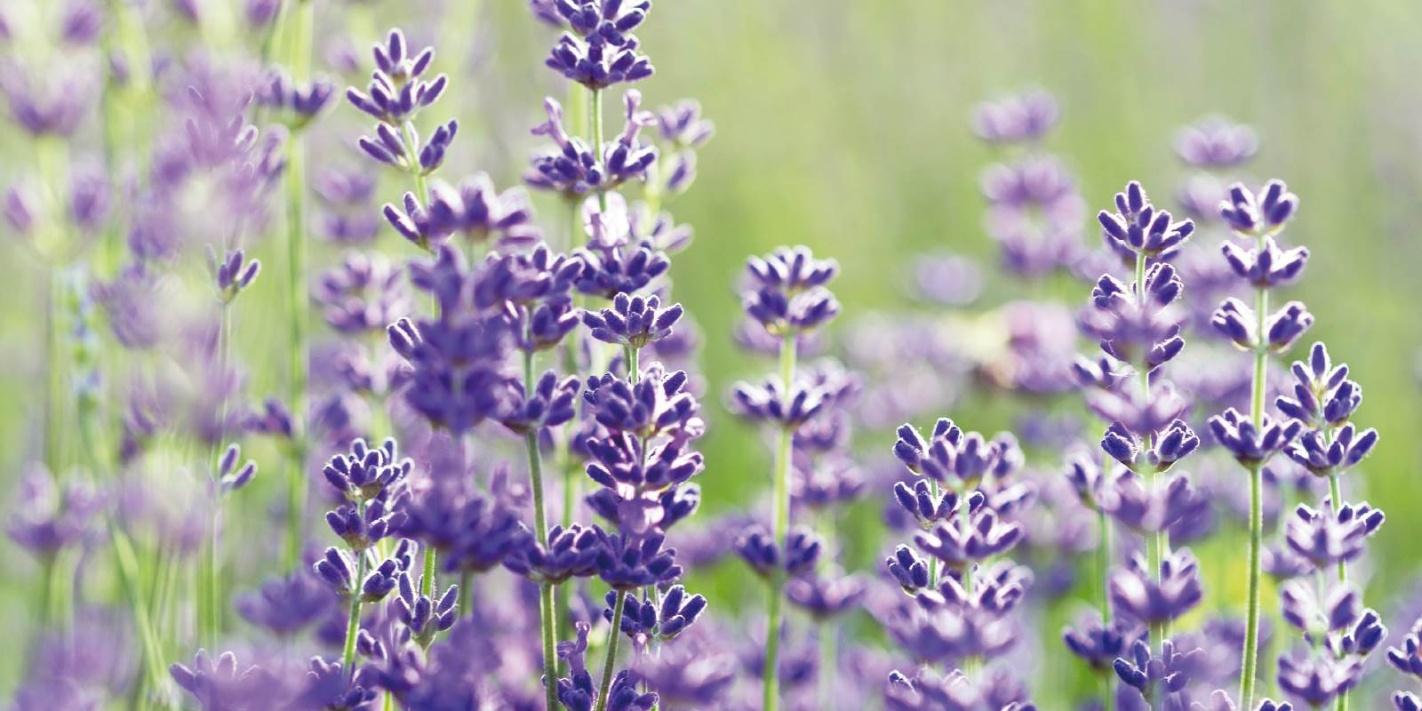 Lavendel