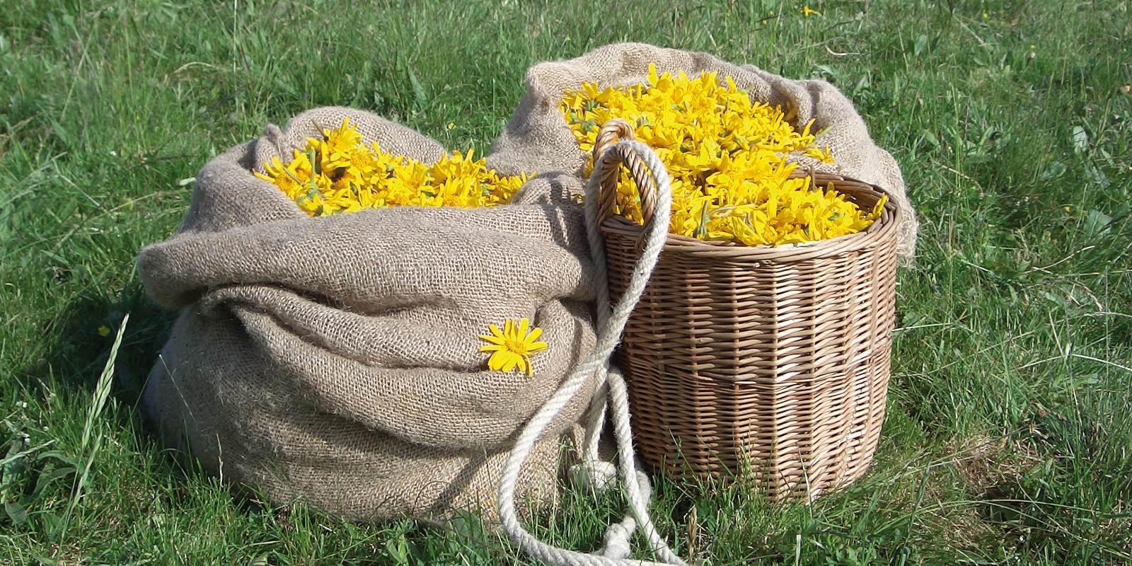 2 Körbe mit gelben Arnika Blüten