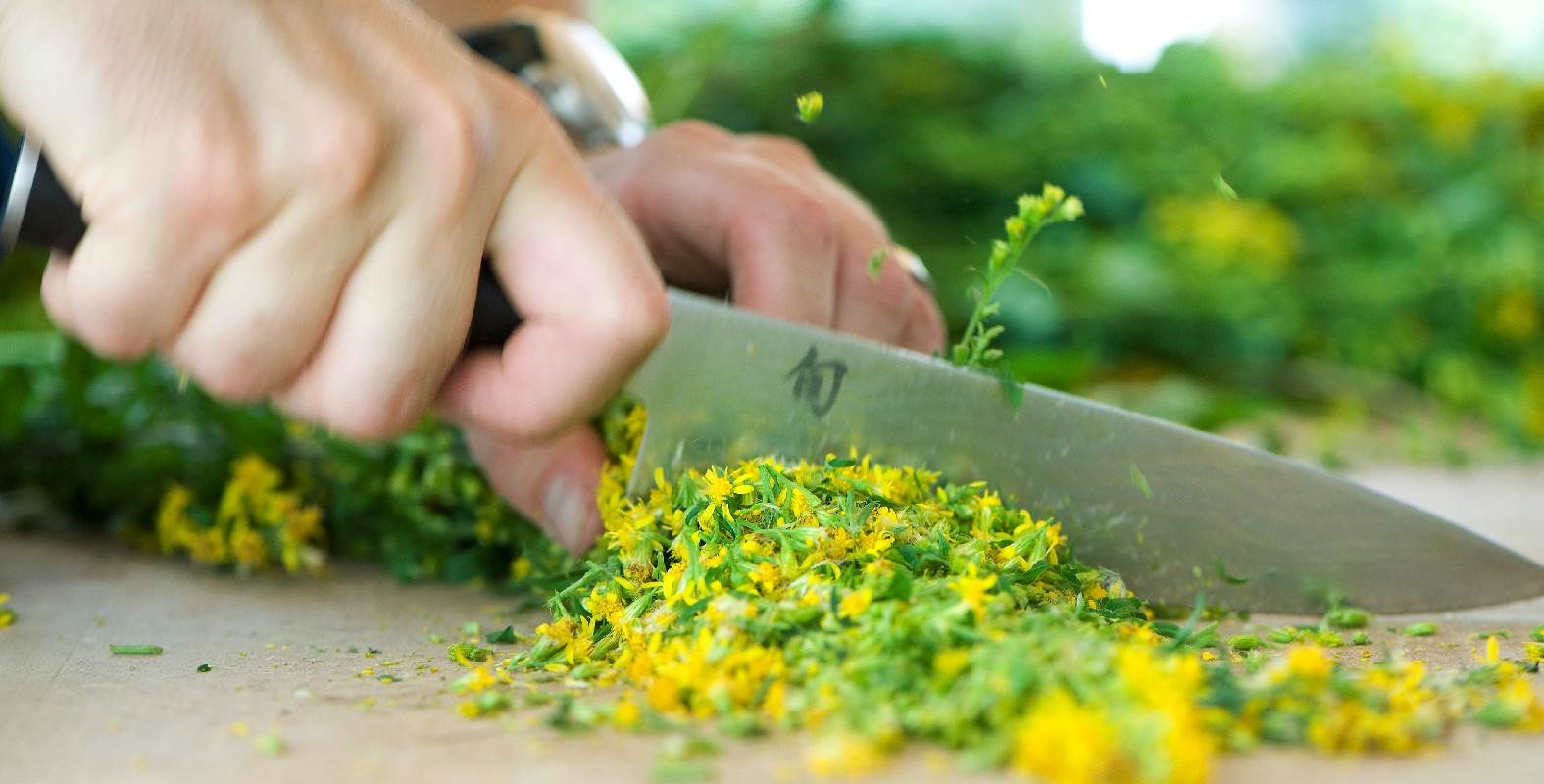 Ceres Herstellung Solidago schneiden