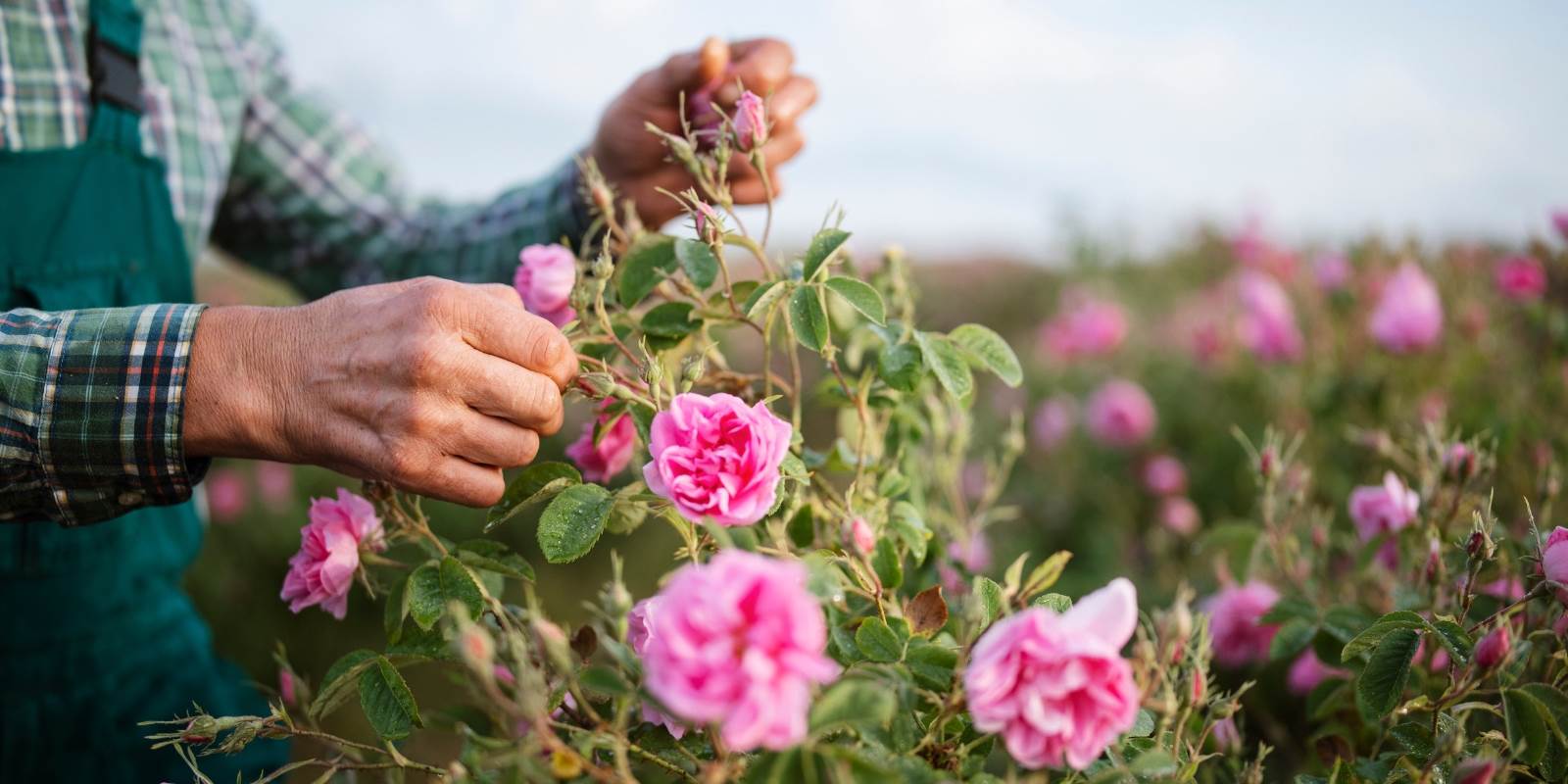 Rosen pflücken auf einem Feld