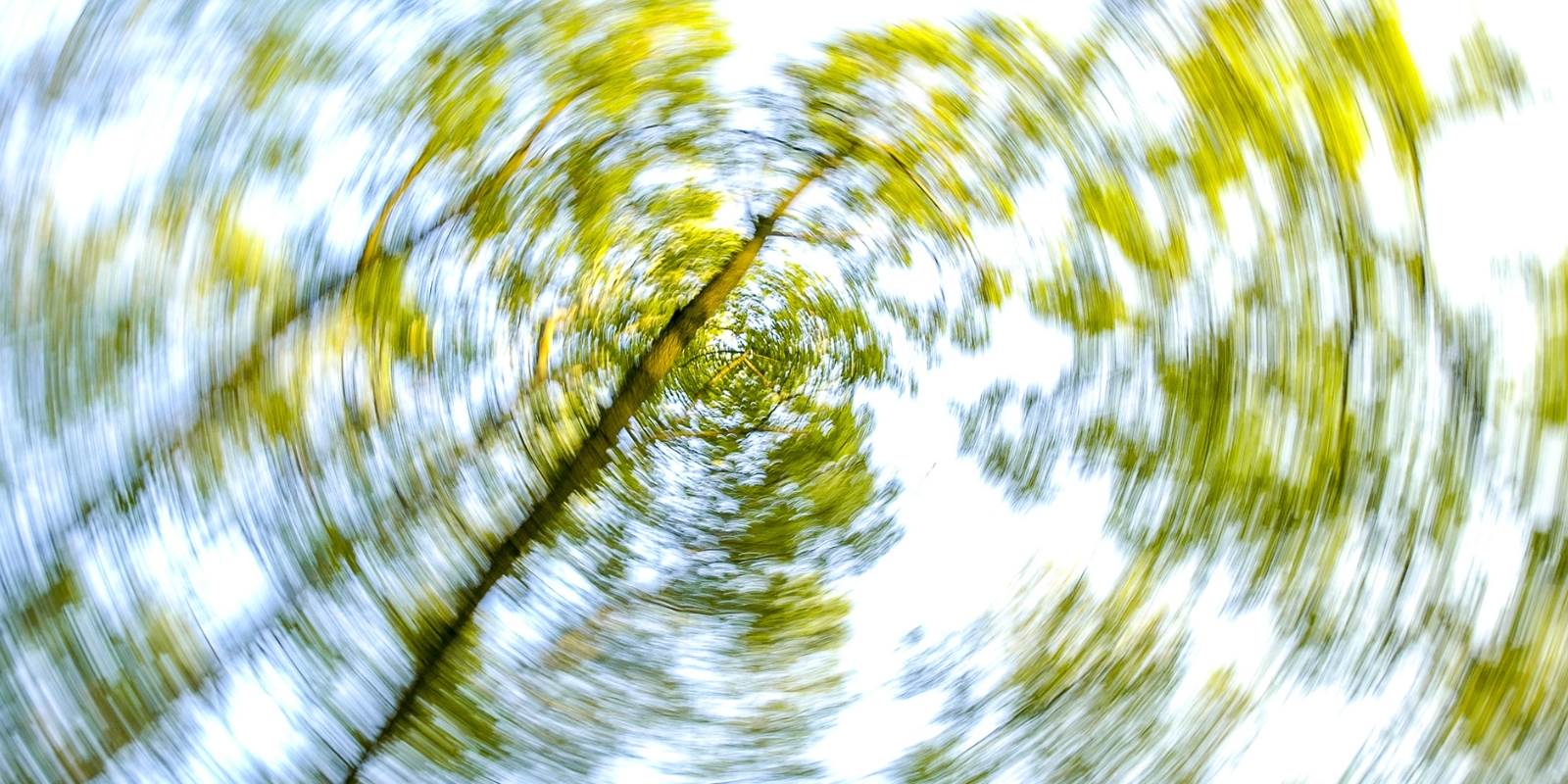 Sicht zum Himmel in die Bäume, alles dreht sich
