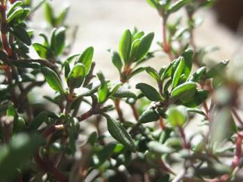 Thymian
