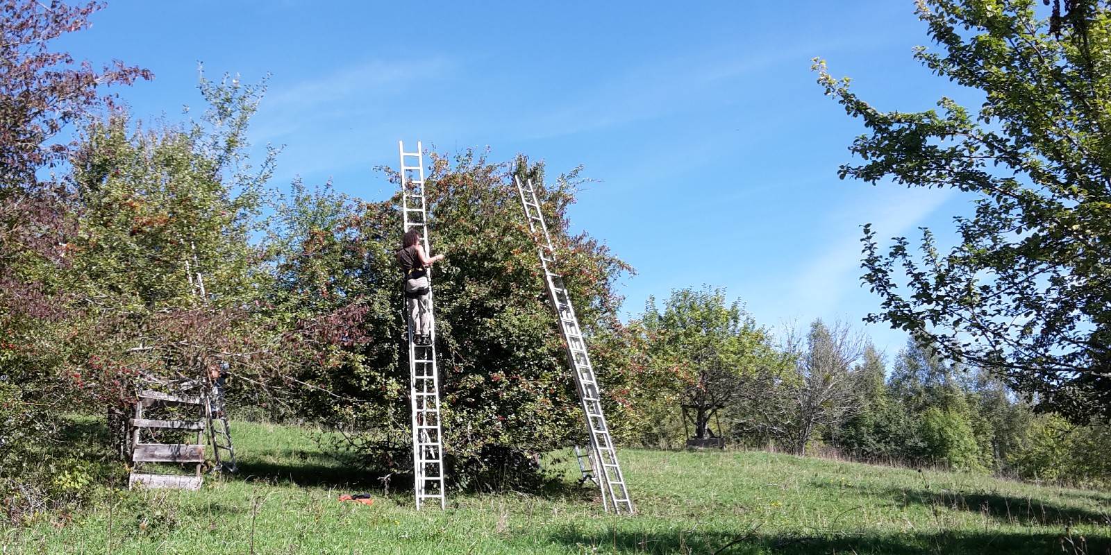 Mann auf Leiter sammelt Weissdorn