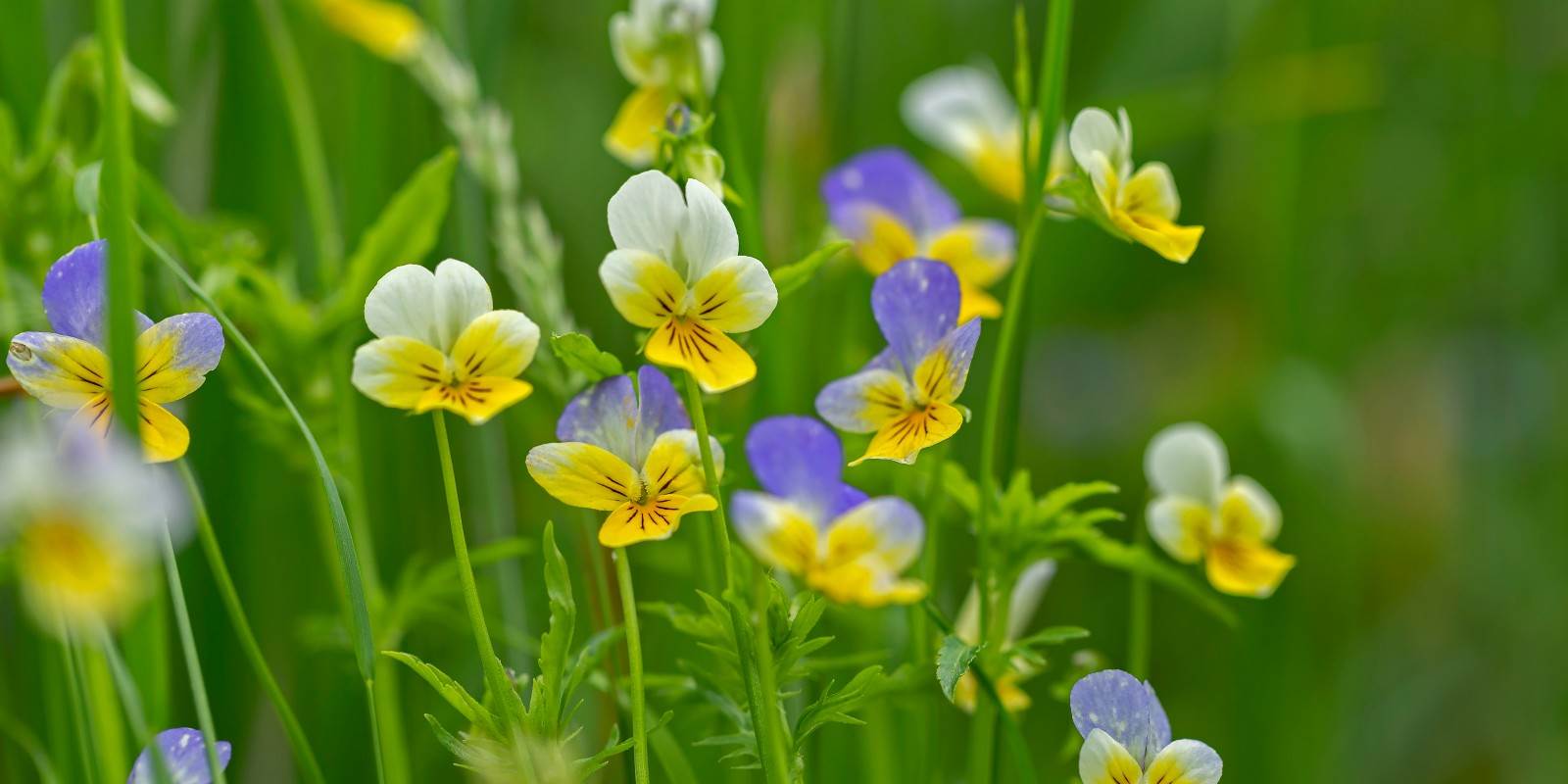 viola tricolore auf wiese