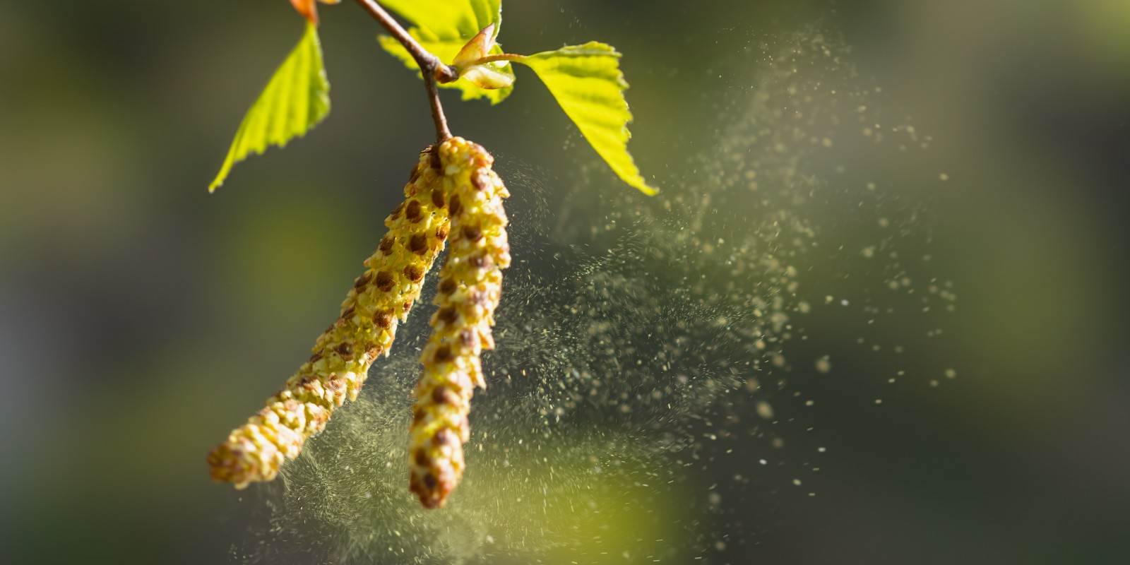 Eine Pflanze, die viele Pollen abgibt.