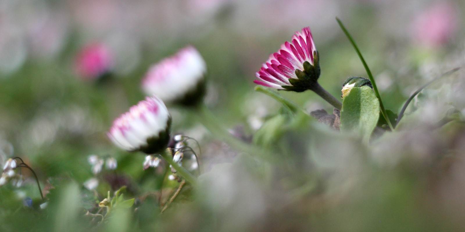 bellis perennis gänseblümchen auf der wiese