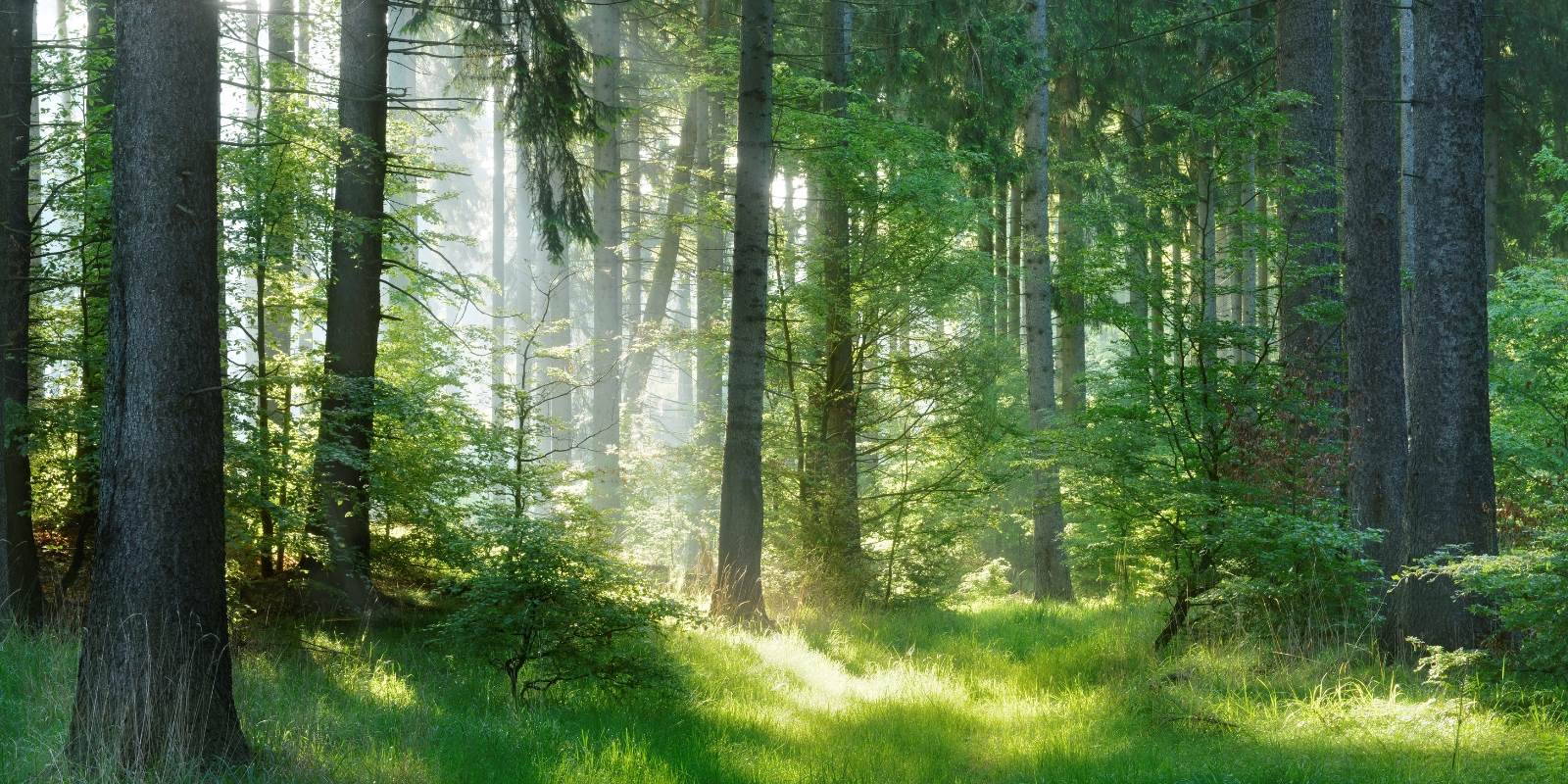 waldbaden bäume im licht waldlichtung