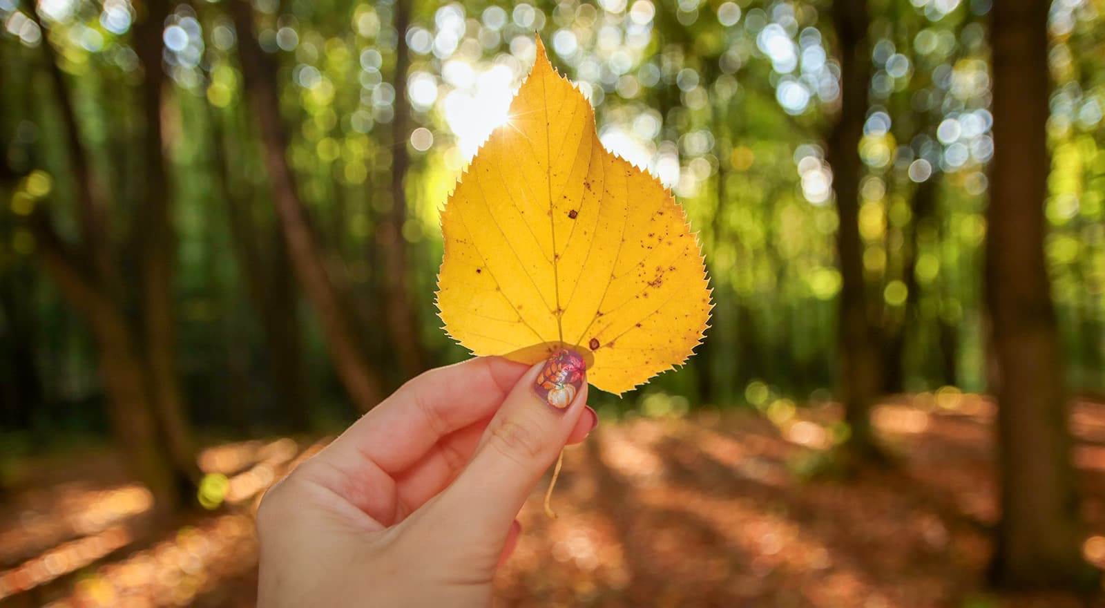 Herstblatt in der Hand