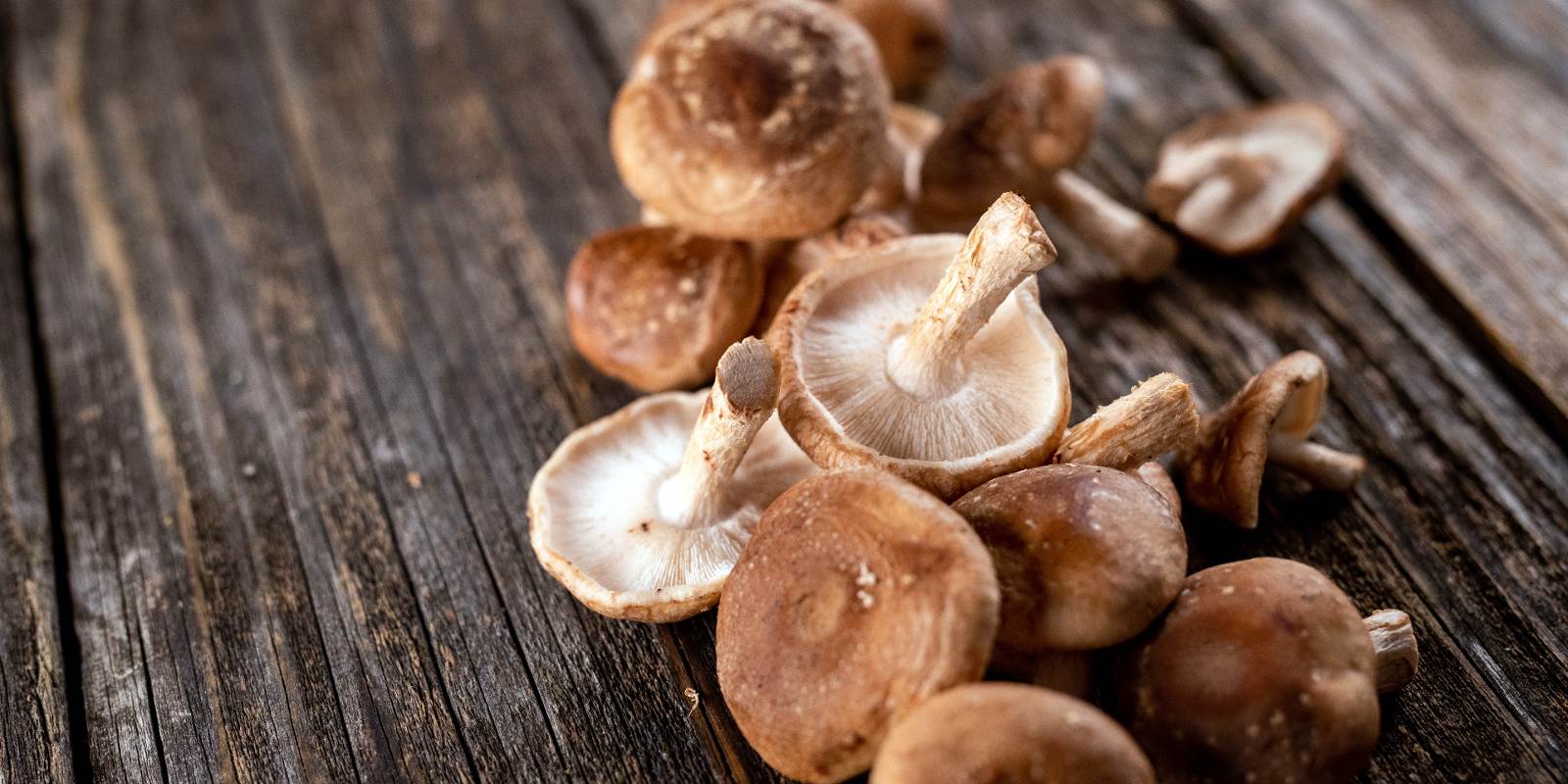 Des champignons vitaux sont répartis, parfois la tête en bas, sur une table en bois massif.