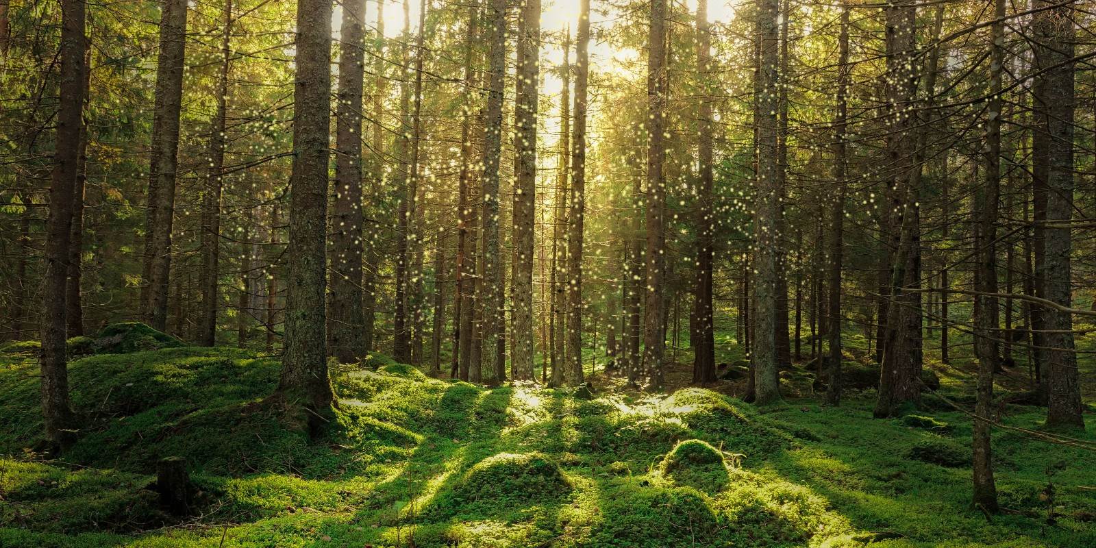 Eine Waldlichtung mit viel natürlichem Licht, genau passend zum Podcast zum Thema Waldbaden.