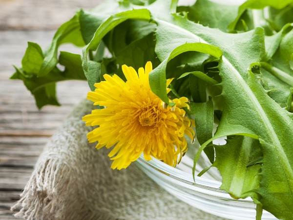 Welche Pflanzen untersttzen beim Ausleiten und Entgiften? - ebi-pharm.ch