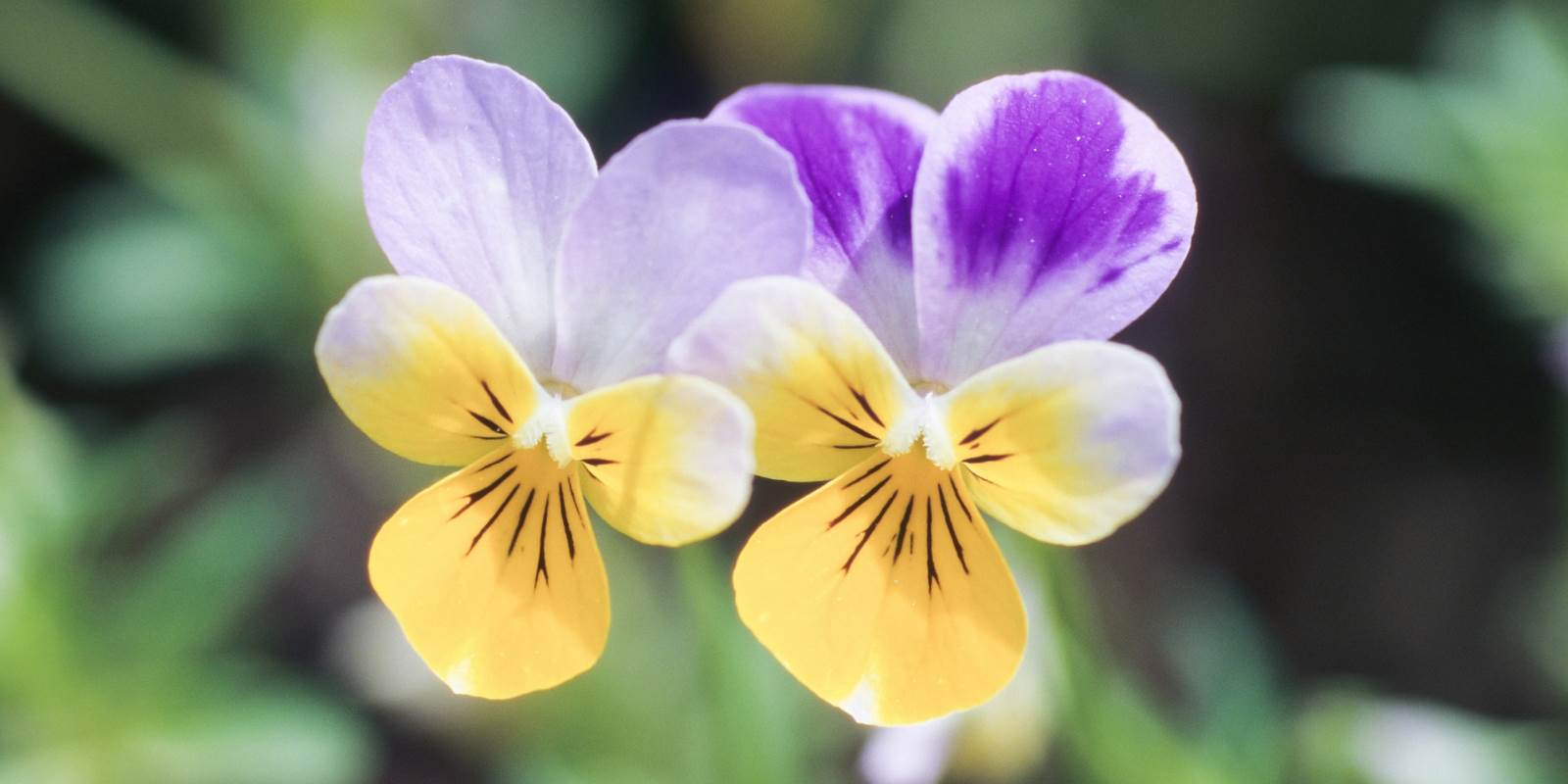 viola tricolore auf wiese
